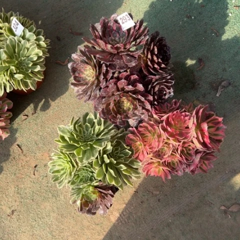 293组合3颗多肉，