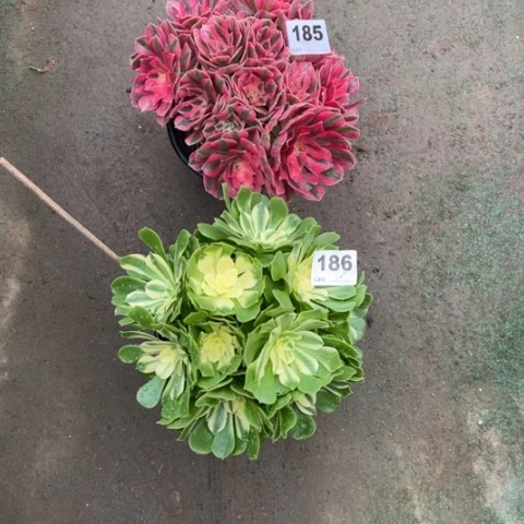 泽*185粉女巫，186辛尼亚多肉