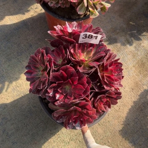 381美杜莎多肉，，