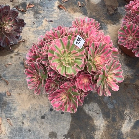 136粉女巫福利多肉，