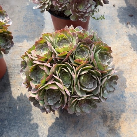 055沙拉碗多肉，，