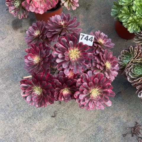 晓****?744黑铜锦多肉