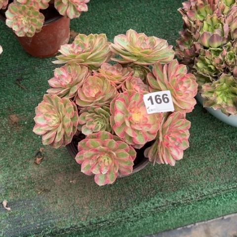 用****8166倾城朵朵多肉，