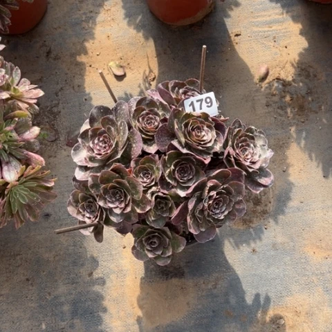 真****）179魅金玫瑰多肉，