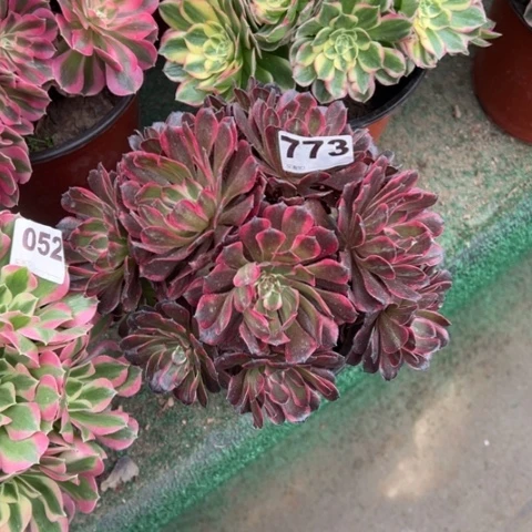 773红金刚多肉，，