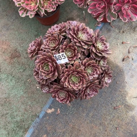 雨*685棉花糖多肉，