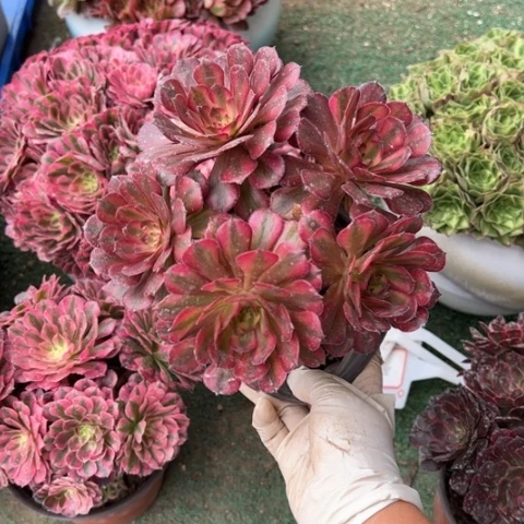 红颜朵朵多肉法师