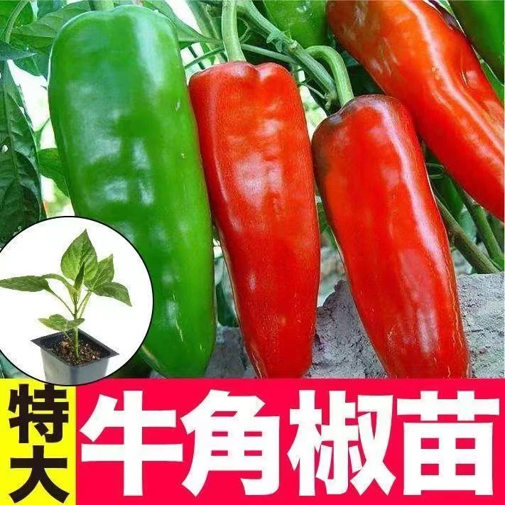 蔬菜苗辣椒苗薄皮椒苗朝天椒苗高产辣椒长线椒苗四季盆栽现摘