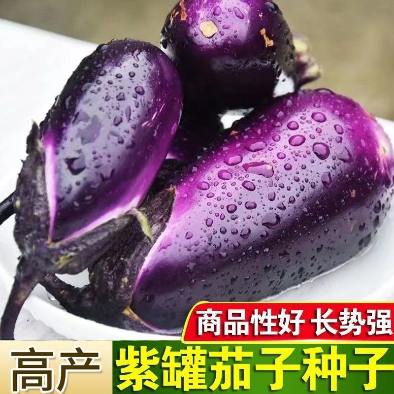 高产茄子苗杭茄苗紫长茄绿黑圆茄蔬菜秧苗四季辣椒苗番茄苗盆栽苗