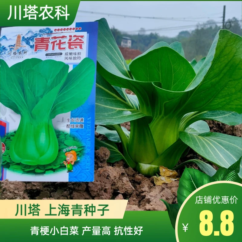 川塔上海青种子  青梗小白菜种子蔬菜种子 播种方式简单 种植简单