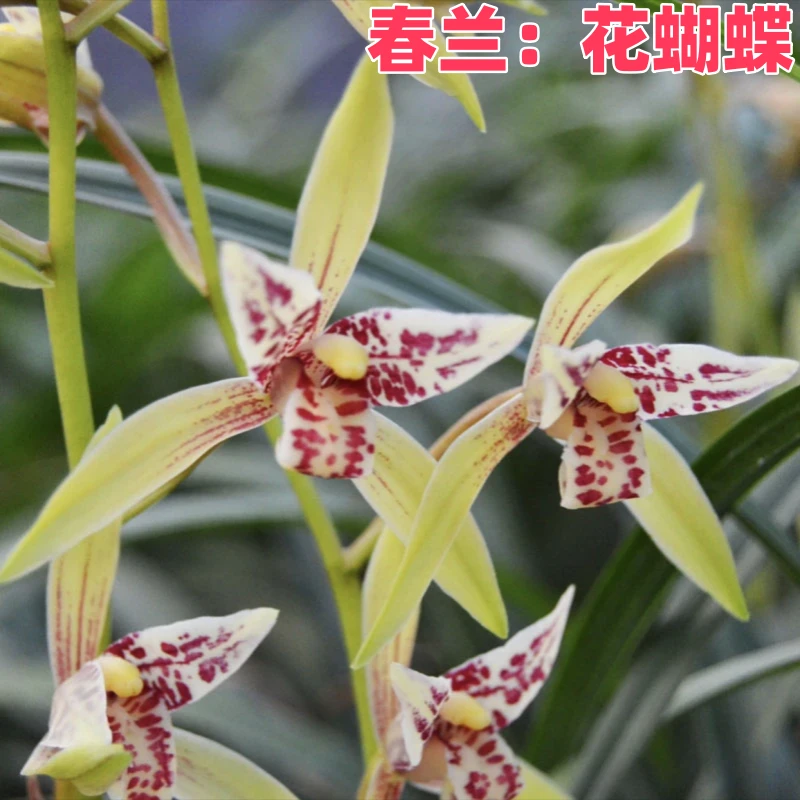 【春兰花蝴蝶保底6苗+建兰金荷保底5苗】开花浓香带简易盆发货