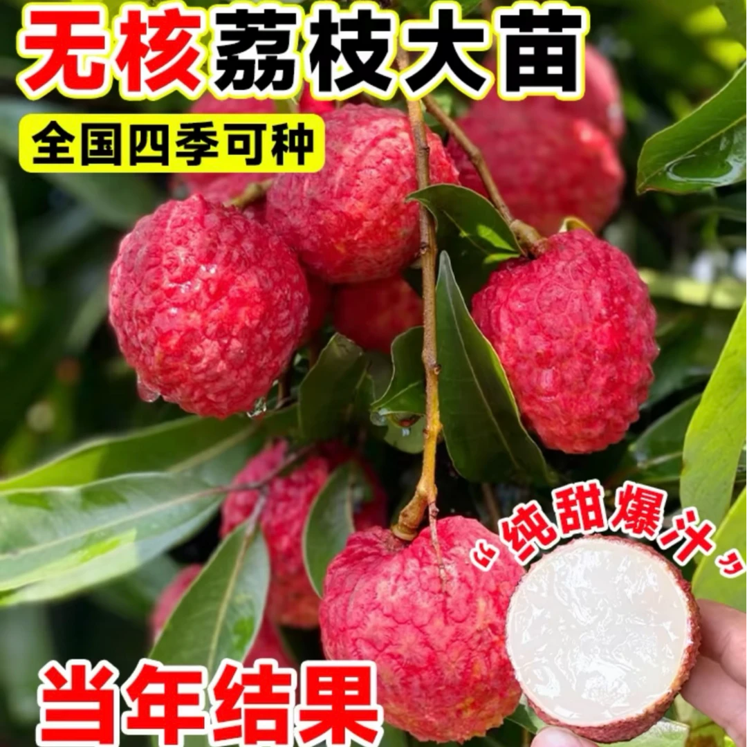 【无核荔枝苗】新品种荔枝果树苗果大肉厚核小盆栽地栽阳台庭院种植