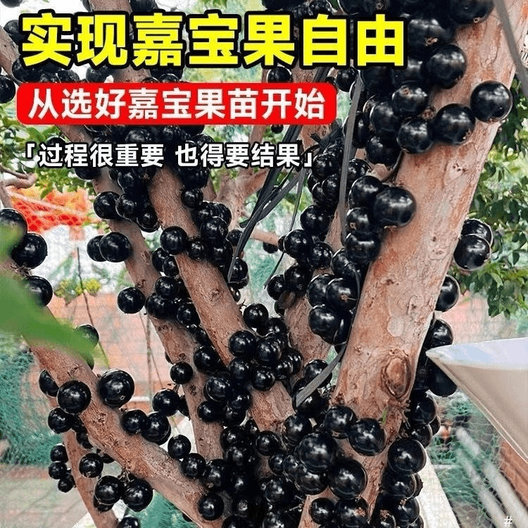 艾斯卡嘉宝果树苗带土带叶发货可以盆栽地栽庭院阳台种植园艺栽培