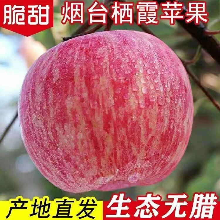 跃居果林精品山东烟台红富士苹果包邮新鲜水果