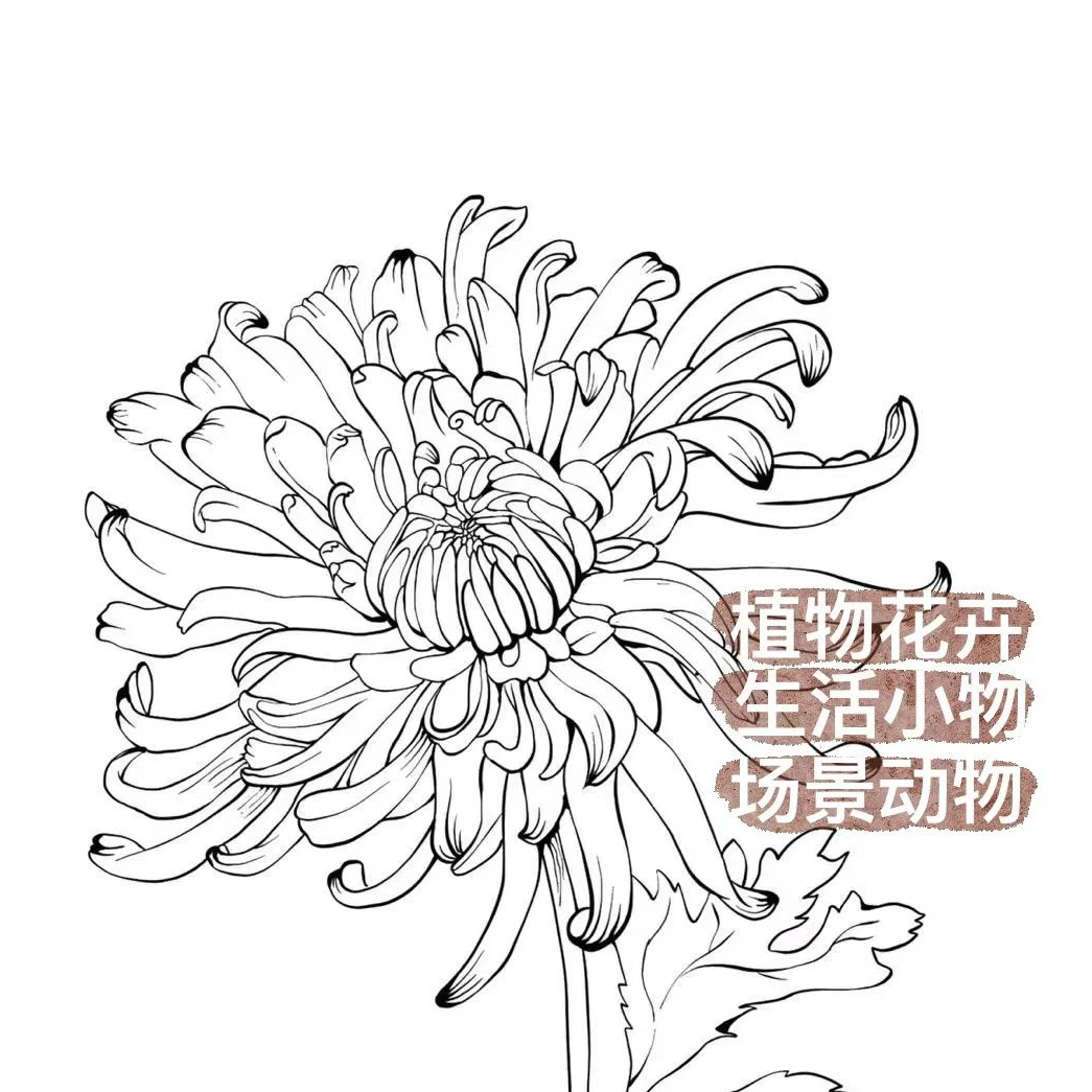 高清临摹线稿100+