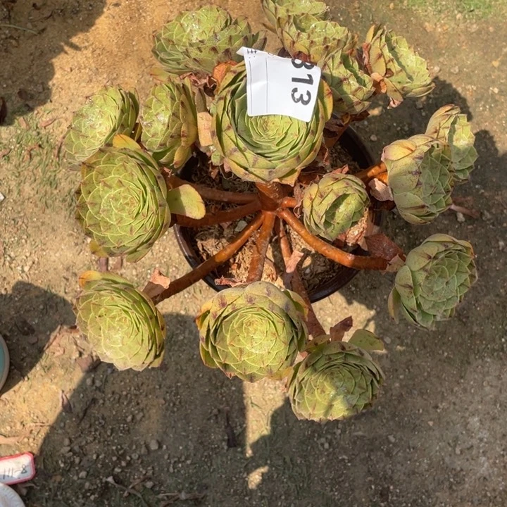 多肉万拉丝法师313