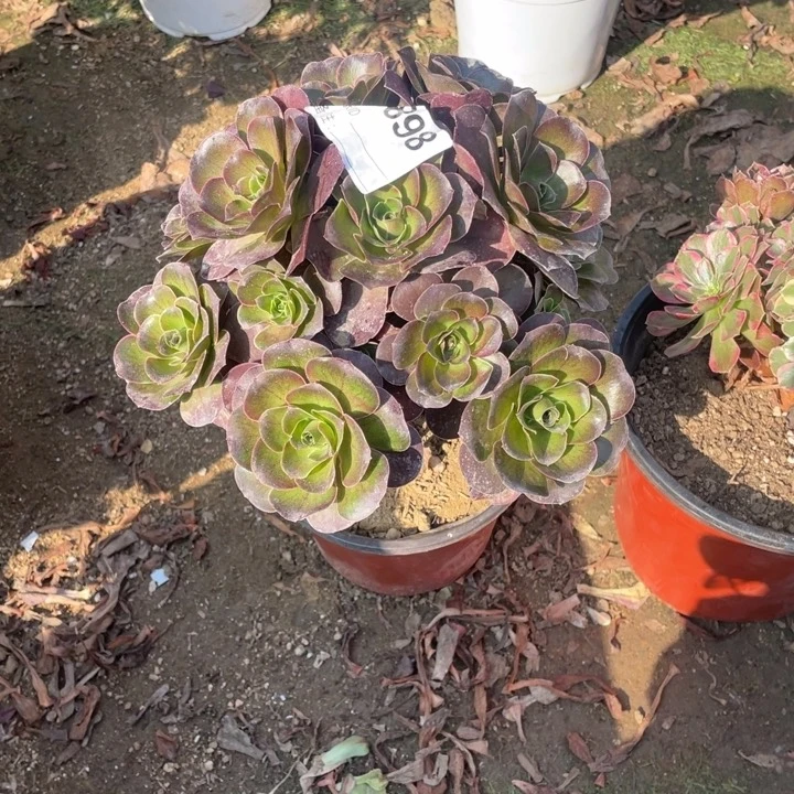 多肉魅金玫瑰法师898