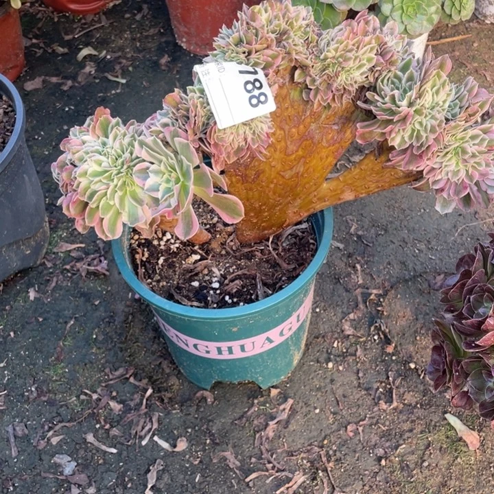 多肉粉女巫法师788