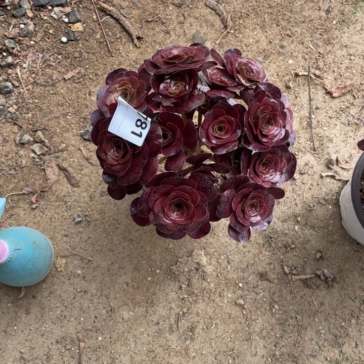 多肉美金玫瑰法师781