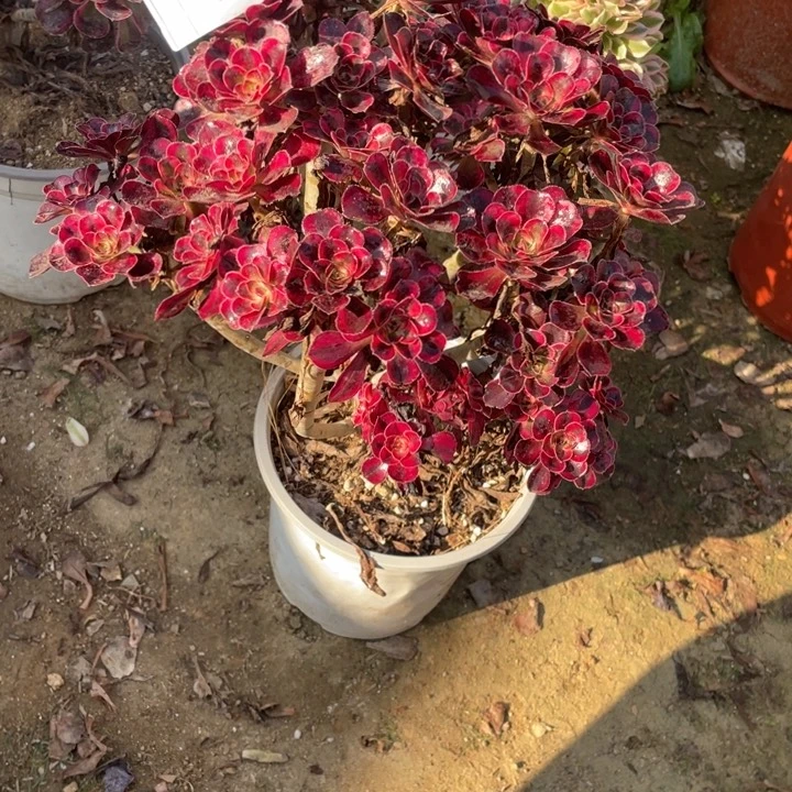 多肉丽纳法师991