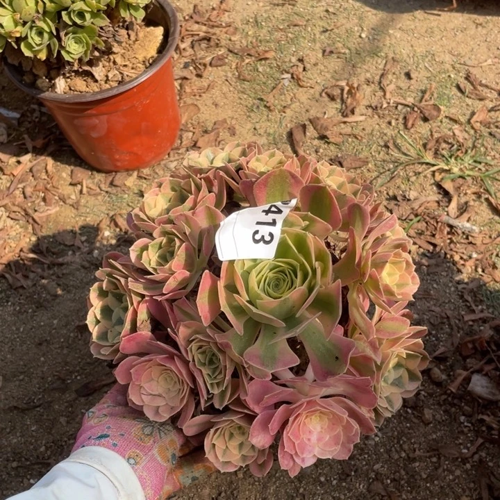多肉粉女巫法师413