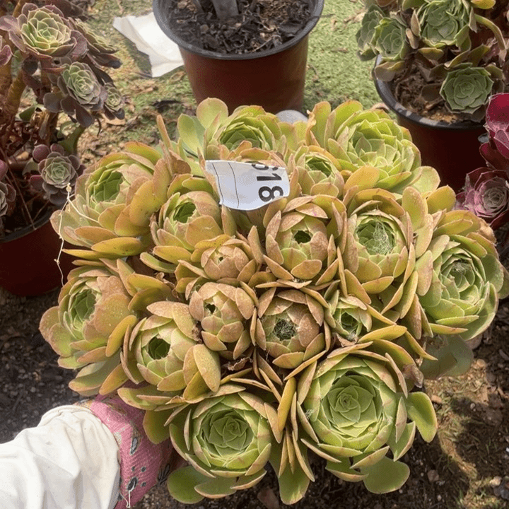 多肉沙拉碗法师618