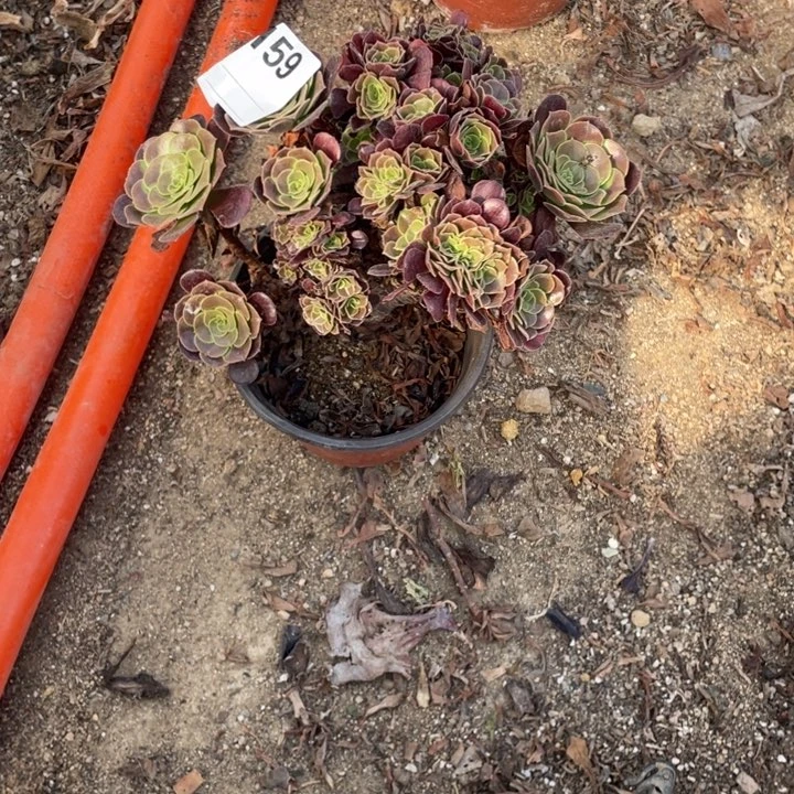 多肉欧紫缀化159