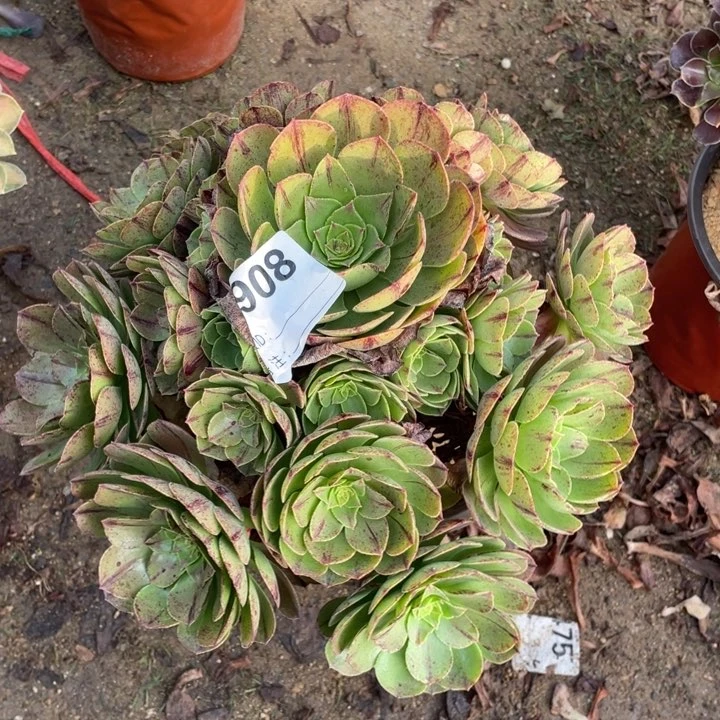 多肉万拉丝法师908