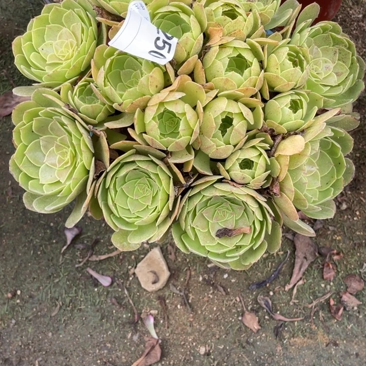 多肉沙拉碗法师250