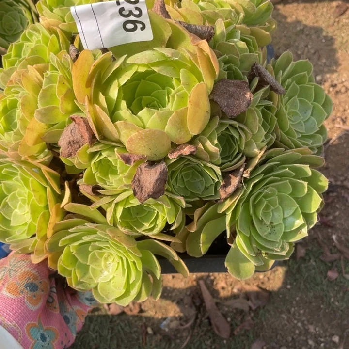 多肉沙拉碗法师236
