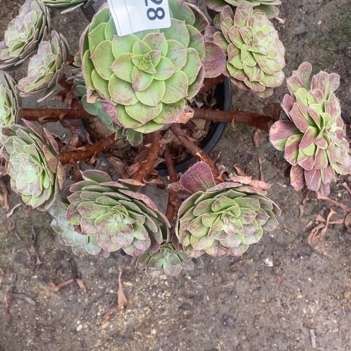 清**生多肉花月夜法师928