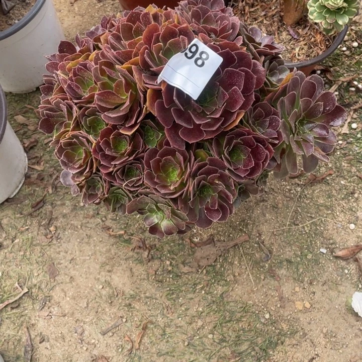 多肉包子玫瑰法师698