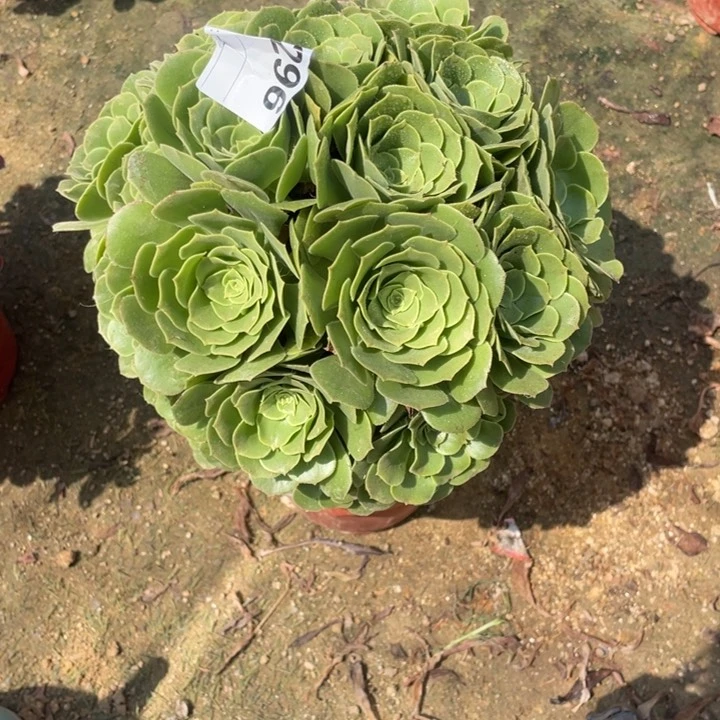 多肉绿杨蓉法师296