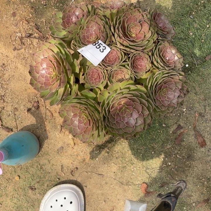 多肉万拉丝法师353