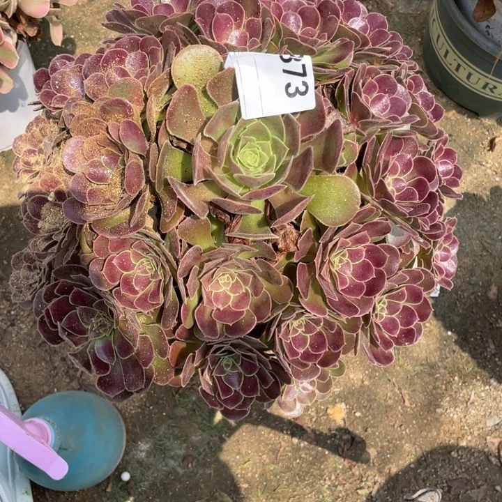 多肉荷兰玫瑰法师373