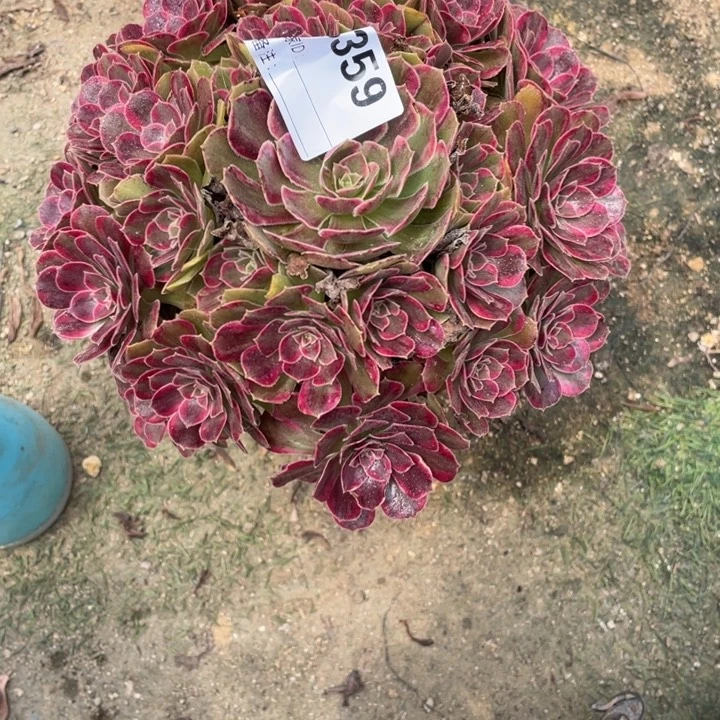 多肉安纳拉丝法师359