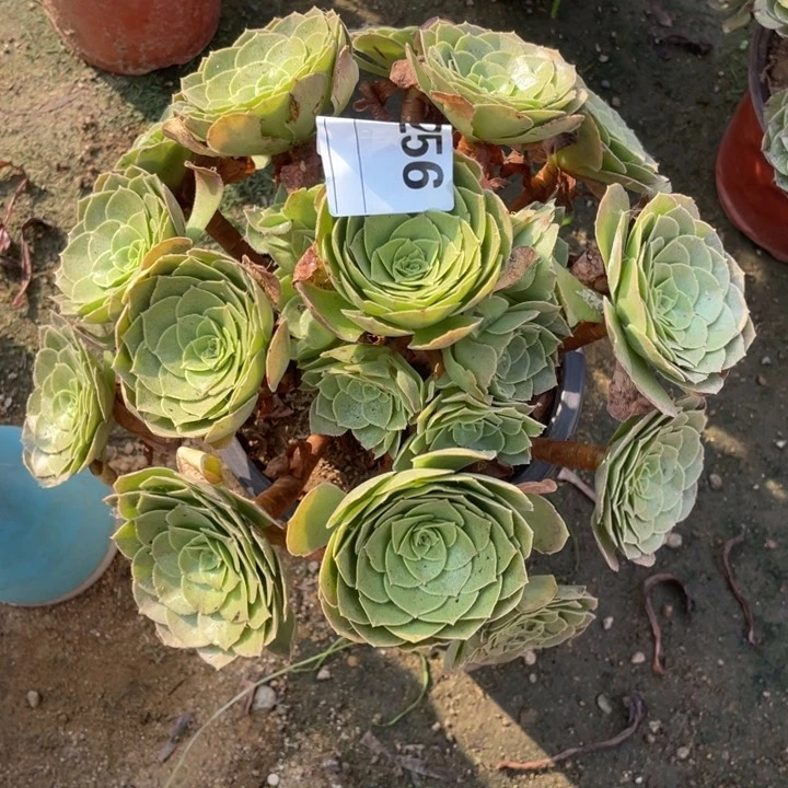 多肉圣罗兰法师256