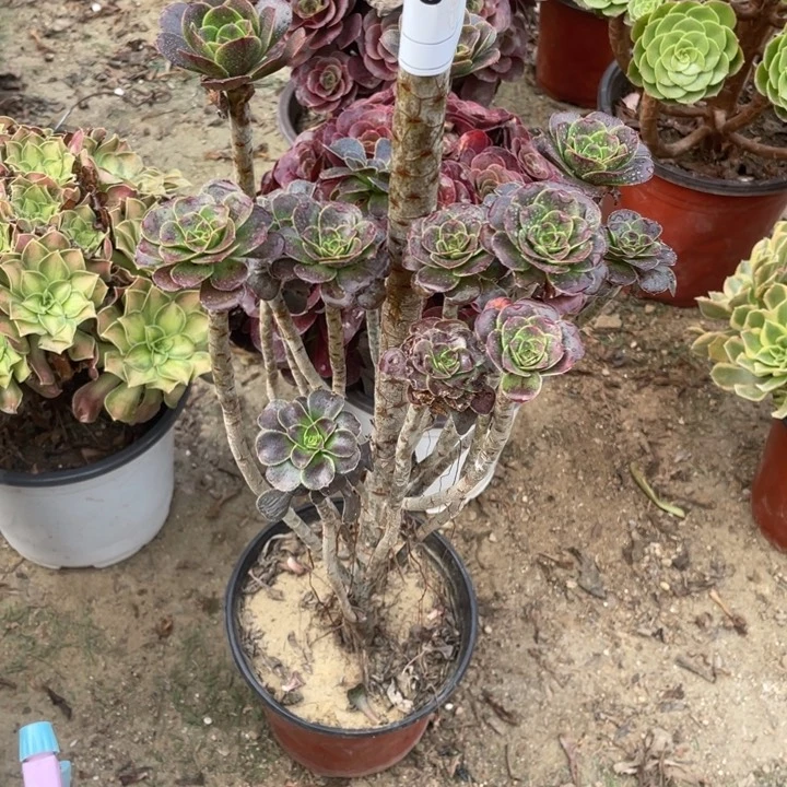 多肉灰酒杯玫瑰法师736