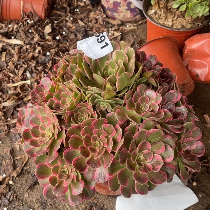 多肉安纳拉丝法师591