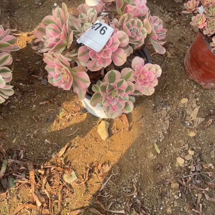 多肉粉女巫法师476