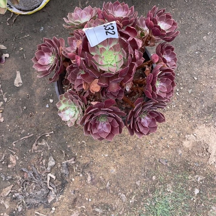 多肉赤炎莲法师832