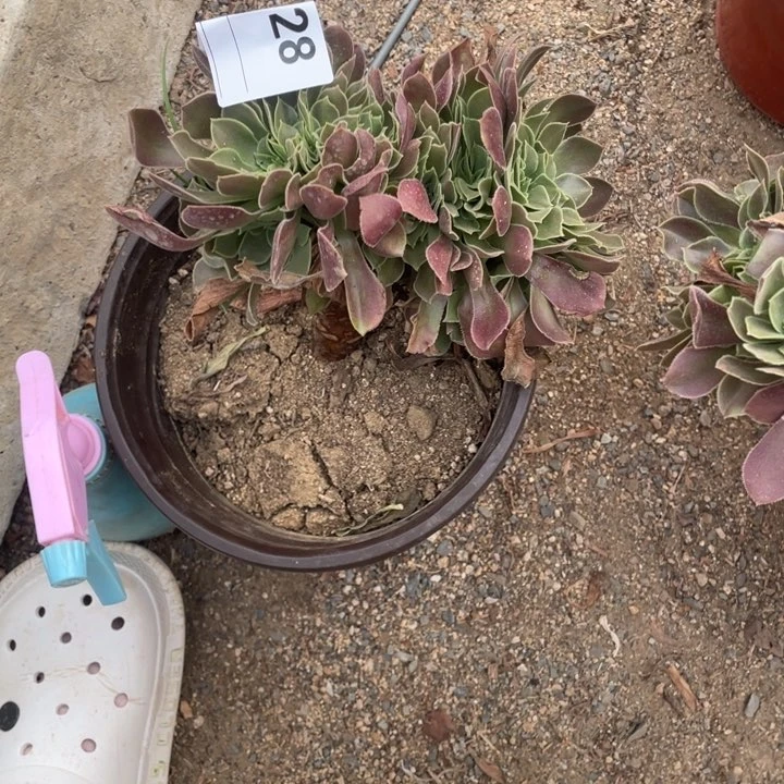 多肉柠檬玫瑰缀化728