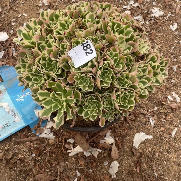 多肉白凤法师482