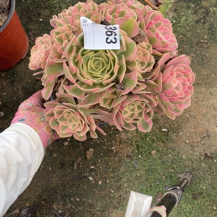 多肉粉女巫法师363