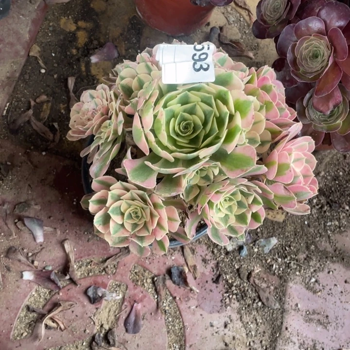 多肉粉女巫法师693