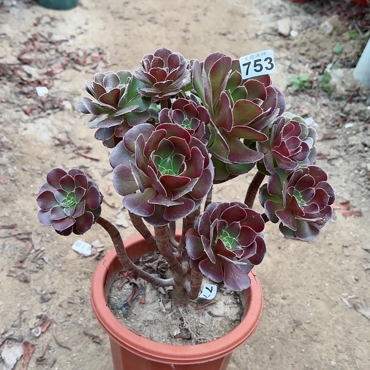 753荷兰玫瑰老桩