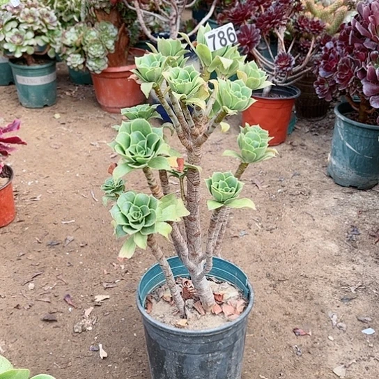 786香附老桩法师