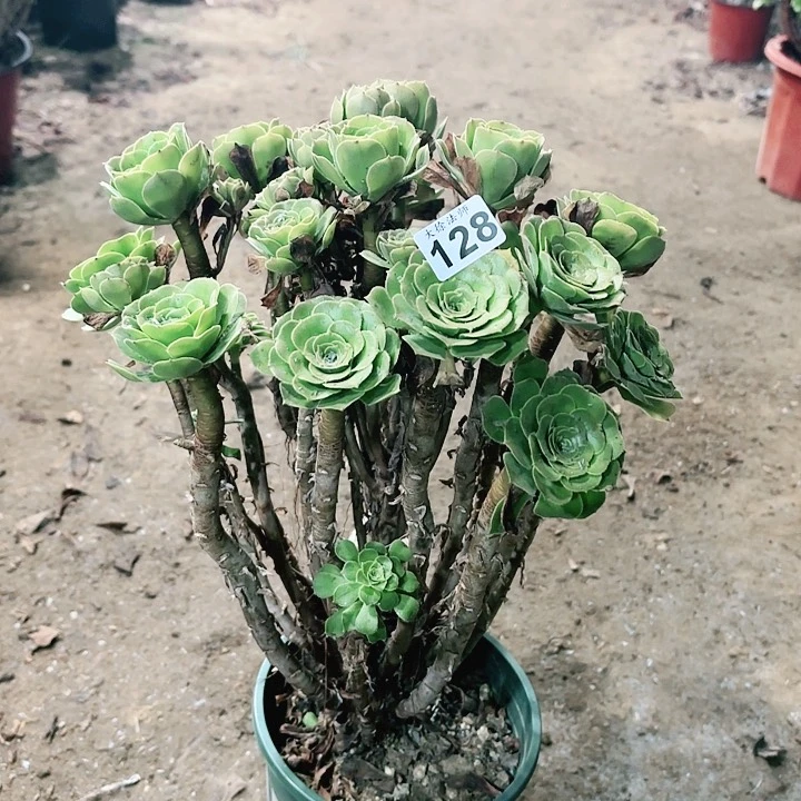 128绿羊绒老桩丛林