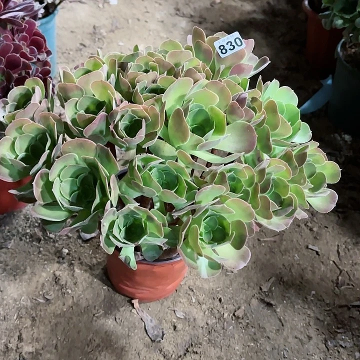 830韶羞玫瑰老桩