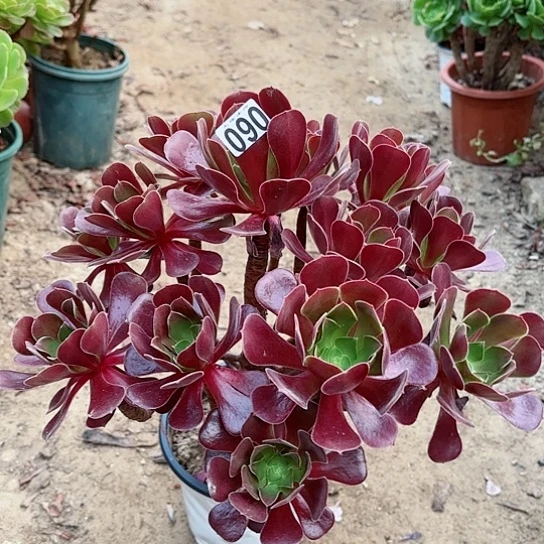 090欧紫老桩法师